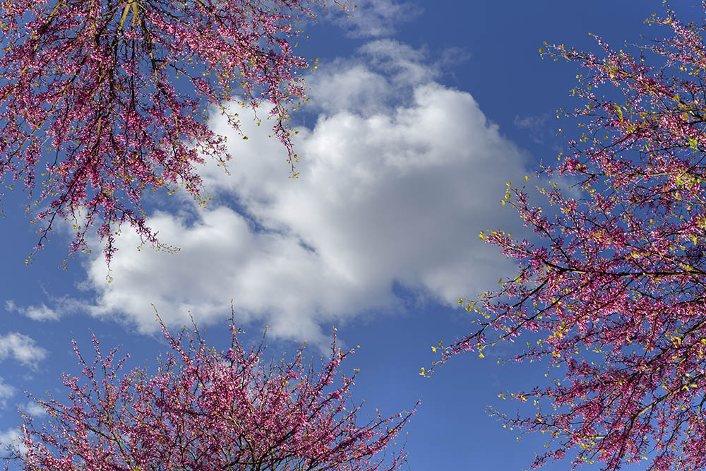 judee tree 03_ 18k x 12k